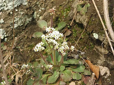 early saxifrage: micranthes virginiensis, native to eastern North America