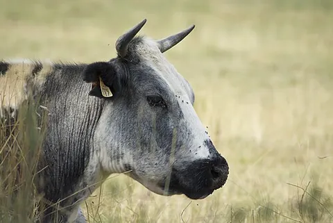 earmark: a mark made or tag attached to the ear of an animal (chiefly a livestock animal), generally to...