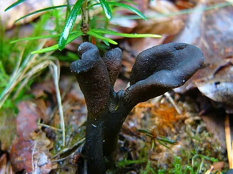 earth tongue: any ascomycete fungus (more exactly its fruiting body) of the genus Geoglossum