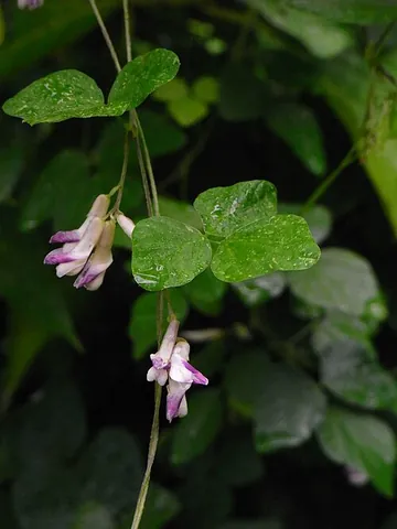 earthpea: any of a species of pea, Amphicarpaea bracteata, a climbing leguminous plant with hairy underground...