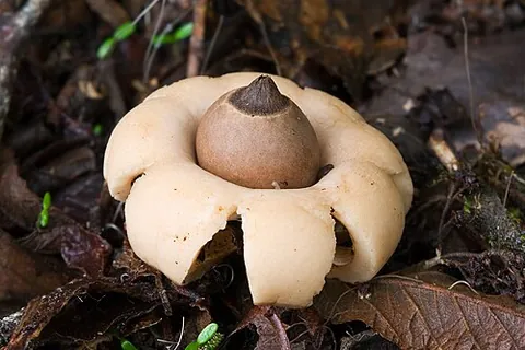 earthstar: a type of puffball mushroom, of genus Geastrum, whose surface splits open in a star-shaped form