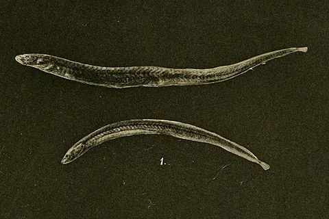 earthworm eel: any species of small freshwater eel-like fish in the family Chaudhuriidae