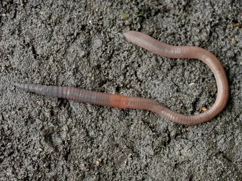 earthworm: a worm that lives in the ground
