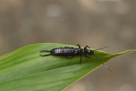 earwig: any of various insects of the order Dermaptera that have elongated bodies, large membranous wings...