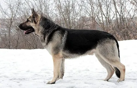 east european shepherd: a Russian and Ukrainian breed of shepherd dog, selectively bred from the German Shepherd to create...