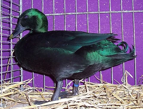 east indie: a domestic duck of an ornamental bantam breed thought to have originated in the United States