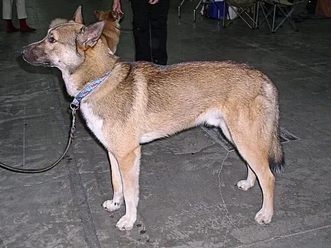 east siberian laika: a Russian breed of dog of the spitz type, a hunting dog originating in parts of Siberia east of the...
