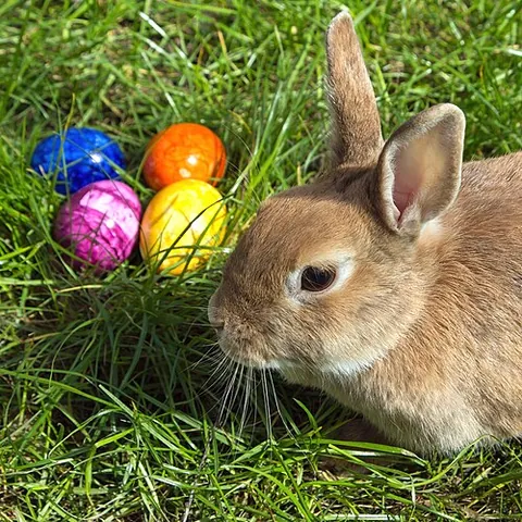 easter bunny: a symbolic rabbit sometimes depicted delivering Easter eggs to children