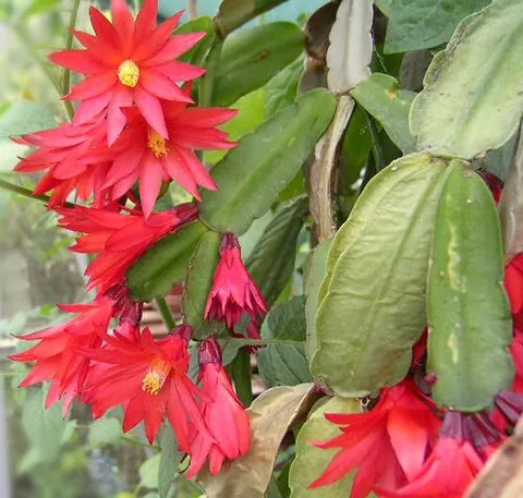 easter cactus: a type of cactus grown as an ornamental plant, Schlumbergera gaertneri