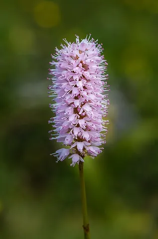 easter giant: a herbaceous flowering plant (Bistorta officinalis, syn. Persicaria bistorta) that is native to...
