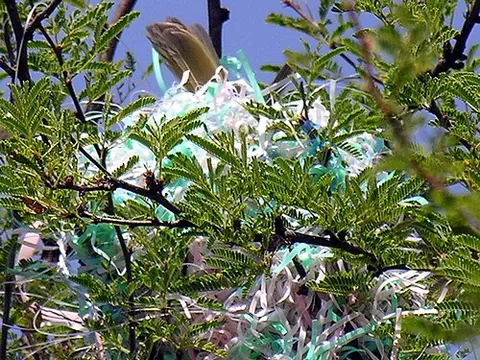easter grass: long, thin tangled strips of colored cellophane or paper, traditionally used in Easter baskets