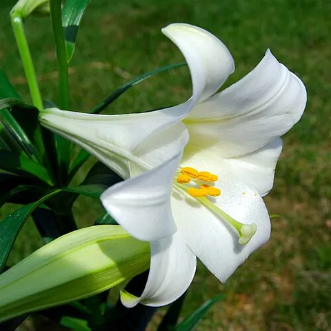 easter lily: lilium longiflorum, a species of flowering plant in the lily family associated with Easter