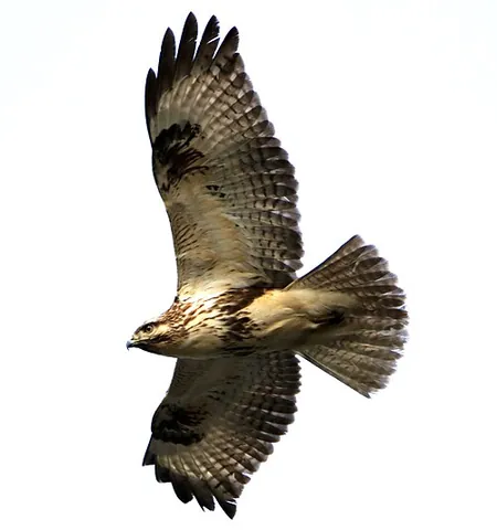 eastern buzzard: a species of buzzard, Buteo japonicus, similar to the common buzzard, but with less variability in...