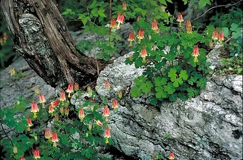 eastern columbine: aquilegia canadensis, native to eastern North America