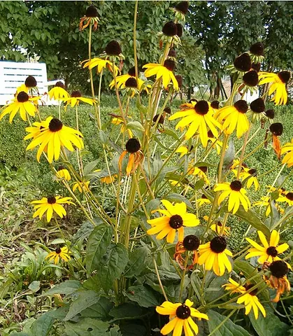 eastern coneflower: rudbeckia fulgida