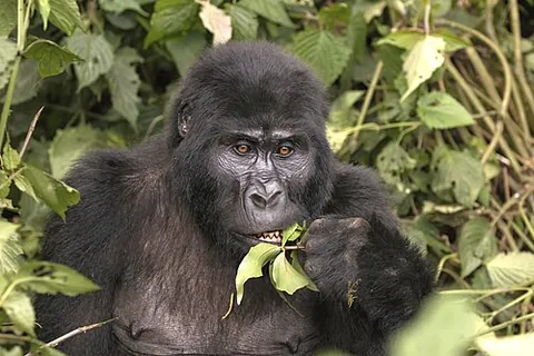 eastern gorilla: gorilla beringei, one of the two extant gorilla species, originally considered to be a subspecies