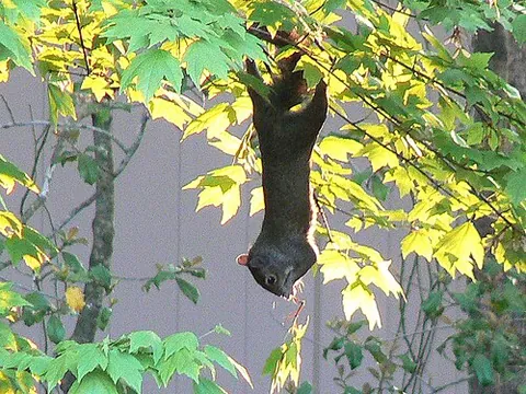 eastern gray squirrel: the typical squirrel of eastern North America, of the species Sciurus carolinensis, invasive...