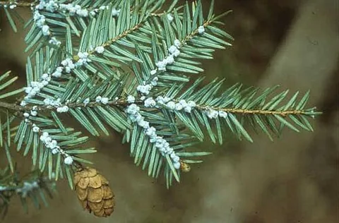 eastern hemlock: tsuga canadensis, native to the northeastern United States, adjoining areas of Canada, extending to...