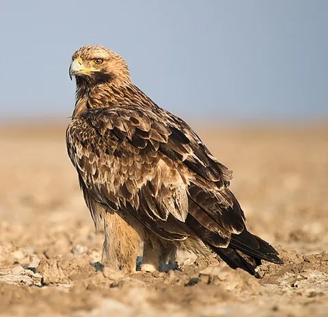 eastern imperial eagle: aquila heliaca, a large bird of prey that breeds in southeastern Europe and extensively through...