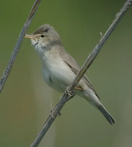 eastern olivaceous warbler: iduna pallida, an Old World warbler, mainly found in the northern Afrotropics and winters in...