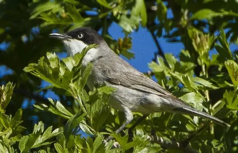 eastern orphean warbler: sylvia crassirostris, an Old World warbler. Now sometimes Curruca crassirostris