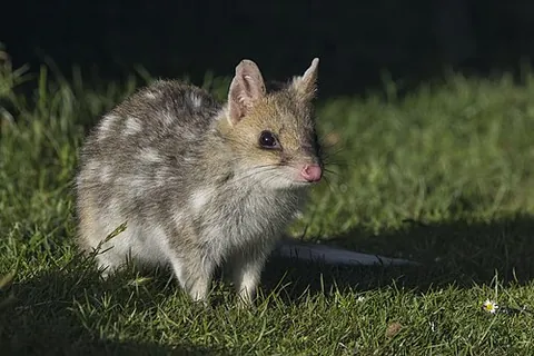 eastern quoll: a quoll, Dasyurus viverrinus