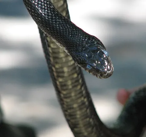 eastern ratsnake: a constrictor snake of the species Pantherophis alleghaniensis, native to eastern and central US...