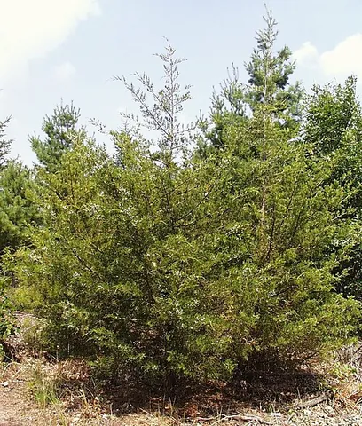 eastern red cedar: a species of juniper, Juniperus virginiana, of eastern North America