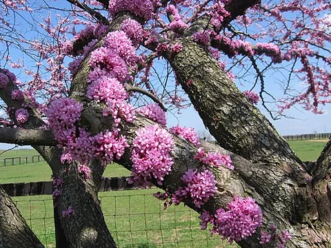 eastern redbud: cercis canadensis, a tree native to the southeastern, midwestern, and south central United States...
