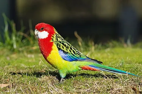 eastern rosella: a medium-sized, brightly-colored parrot, of species Platycercus eximius, native to Australia and...