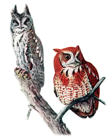 eastern screech owl: megascops asio, a small species of owl that is relatively common in Eastern North America, from...