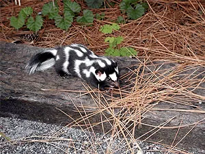 eastern spotted skunk: a species of spotted skunk native to the eastern US, Spilogale putorius