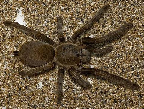 eastern tarantula: phlogius crassipes, a species of tarantula native to North Queensland, Australia