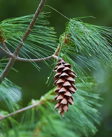 eastern white pine: a large pine tree native to eastern North America (Pinus strobus)