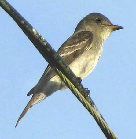 eastern wood pewee: a small tyrant flycatcher from North America, Contopus virens