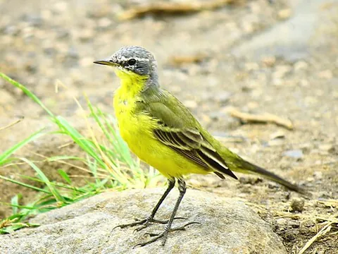 eastern yellow wagtail: motacilla tschutschensis, a small passerine bird in the family Motacillidae native to East Asia