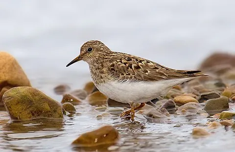 temminck's stint: a type of sandpiper, (Calidris temminckii)