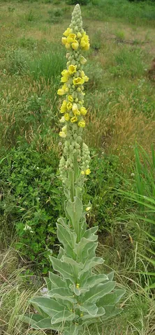 adam's flannel: the mullein (Verbascum thapsus)
