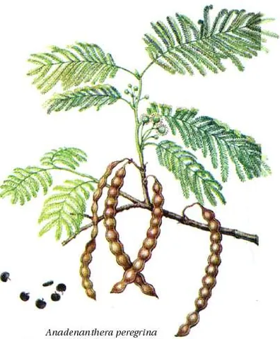 ebene: a psychoactive material, variously described as obtained from plants of either the genus Virola or...