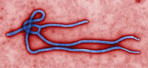 ebolavirus: any of several viruses, of the genus Ebolavirus, responsible for hemorrhagic fever