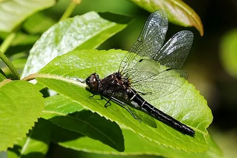 ebony boghaunter: williamsonia fletcheri, an emerald dragonfly that varies in colour from dark brown to black, found...