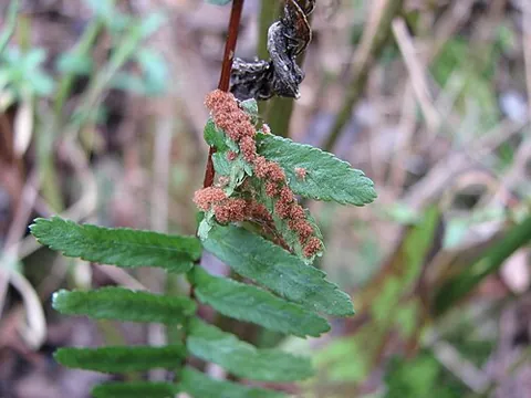 ebony spleenwort: any member of the species Asplenium platyneuron of ferns