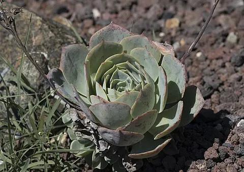 echeveria: any member of the speciose genus Echeveria of succulents, many species of which are popular as...