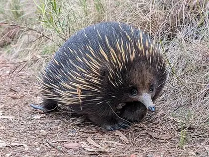 echidna: any of the small spined monotremes in the family Tachyglossidae, the four extant species of which...