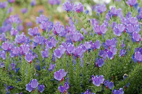 echium: any member of the genus Echium of flowering plants