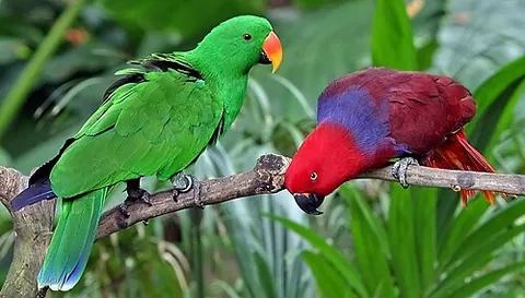 eclectus parrot: any member of the species Eclectus roratus (Moluccan eclectus) of parrots of Oceania