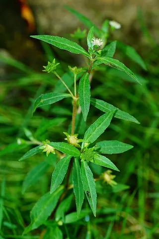 eclipta: any asteraceous flowering plant of the genus Eclipta