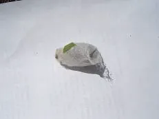 eclosion: the emergence of an insect from the pupa case, or of a larva from the egg