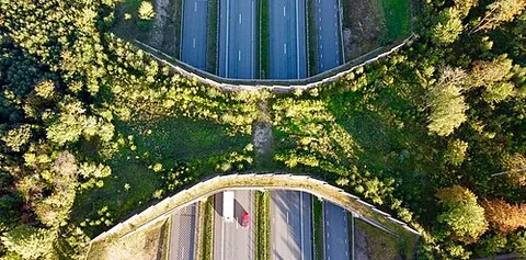 ecoduct: a type of wildlife crossing in the form of a bridge or tunnel, usually covered with foliage and...