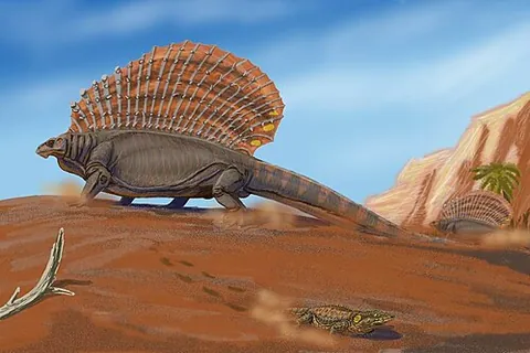 edaphosaurid: any member of the genus Edaphosaurus of prehistoric reptiles with a dorsal sail